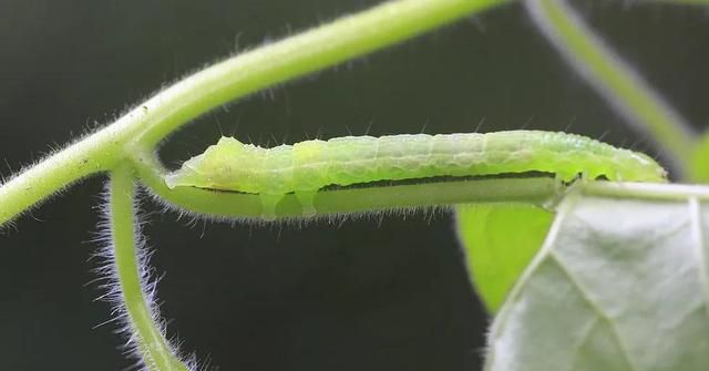 常见蔬菜虫害大全和防治技术