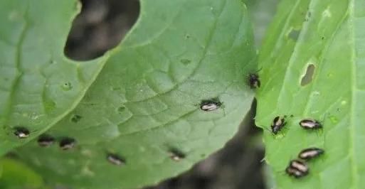 常见蔬菜虫害大全和防治技术