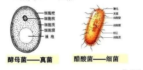 例举几种发酵微生物